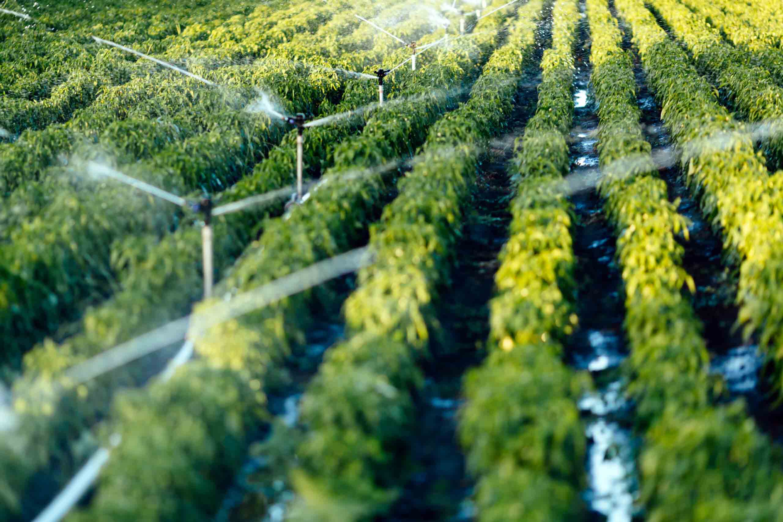 Environment and Crop Production